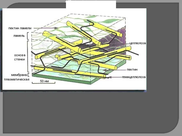Клеточные стенки