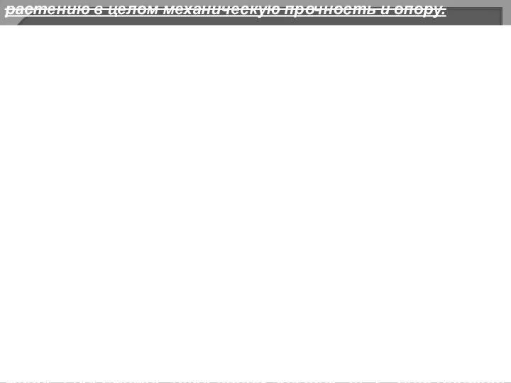 1.Клеточные стенки обеспечивают отдельным клеткам и растению в целом механическую прочность и