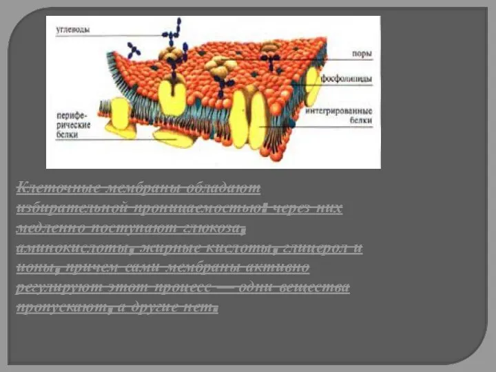 Клеточные мембраны обладают избирательной проницаемостью: через них медленно поступают глюкоза, аминокислоты, жирные