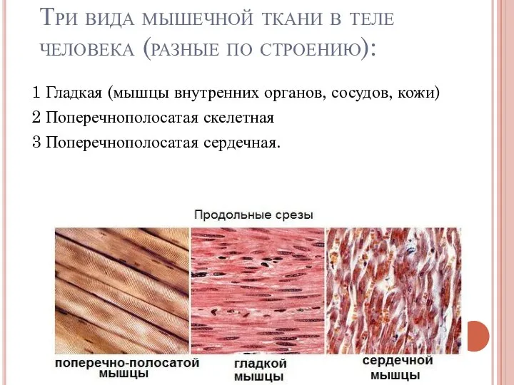 Три вида мышечной ткани в теле человека (разные по строению): 1 Гладкая
