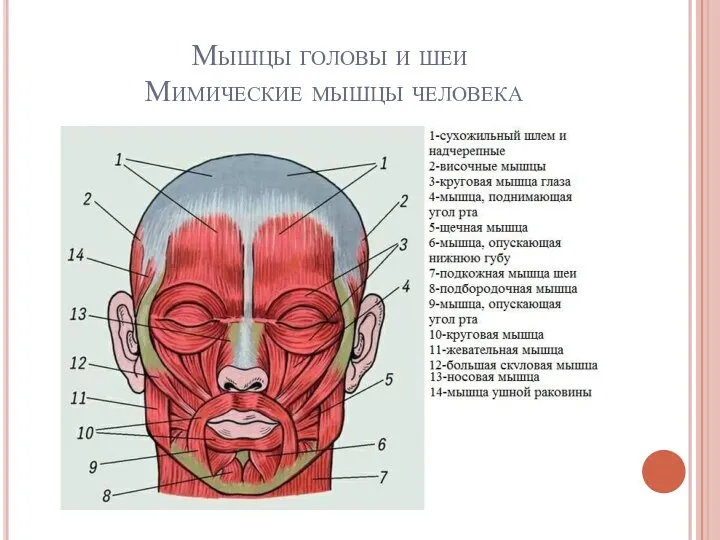 Мышцы головы и шеи Мимические мышцы человека