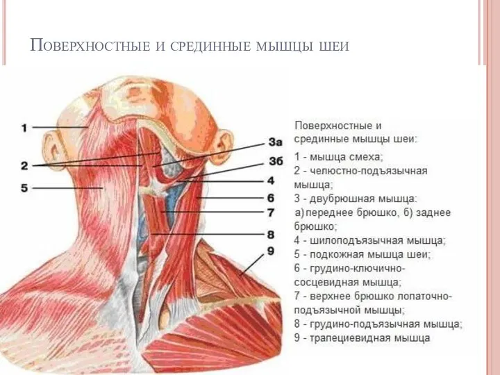 Поверхностные и срединные мышцы шеи