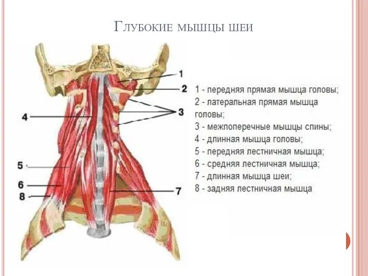 Глубокие мышцы шеи