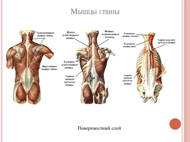 Мышцы спины Поверхностный слой