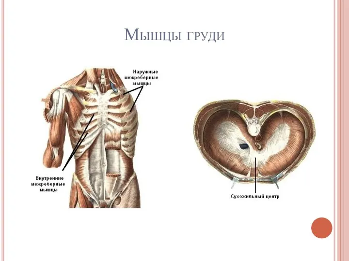 Мышцы груди