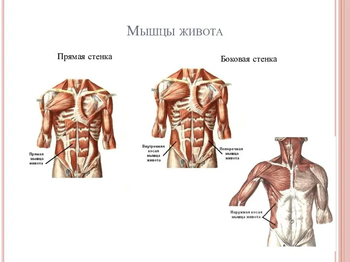 Мышцы живота Прямая стенка Боковая стенка