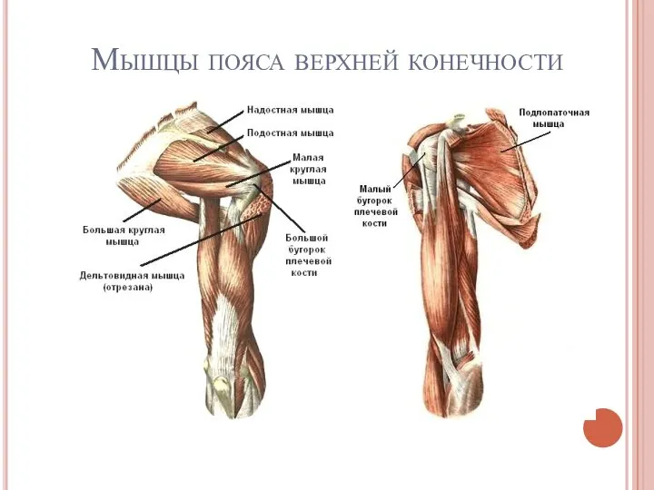 Мышцы пояса верхней конечности