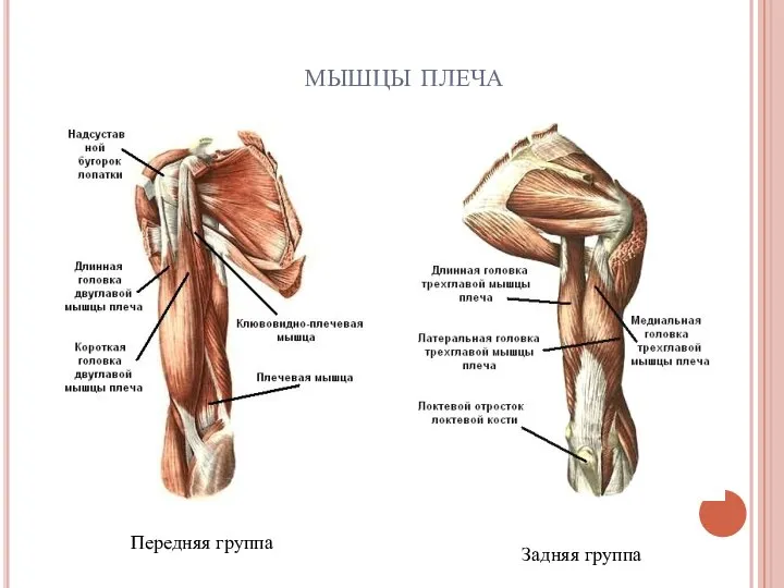 мышцы плеча Передняя группа Задняя группа