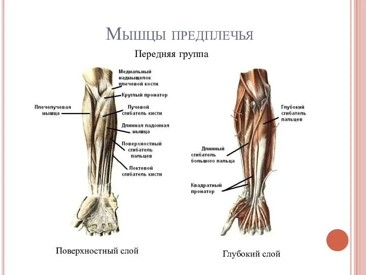 Мышцы предплечья Передняя группа Поверхностный слой Глубокий слой