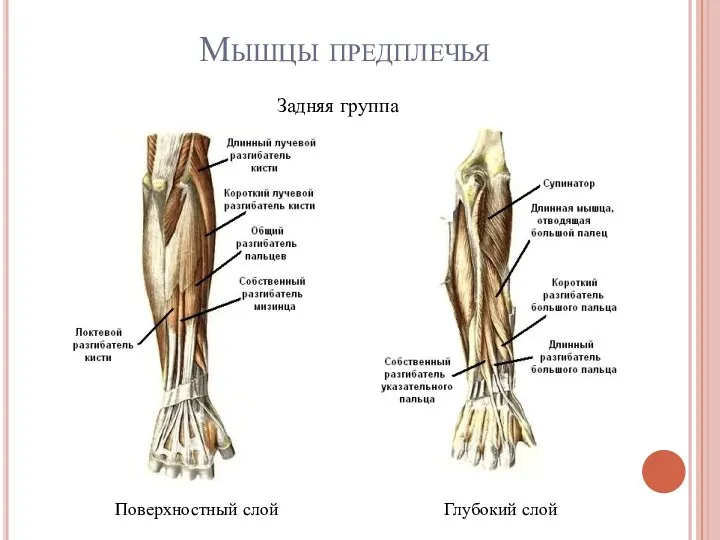 Мышцы предплечья Задняя группа Поверхностный слой Глубокий слой