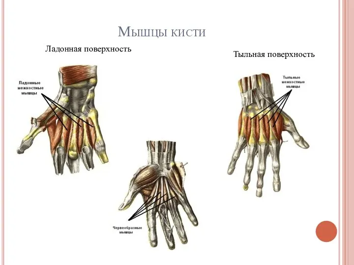 Мышцы кисти Ладонная поверхность Тыльная поверхность