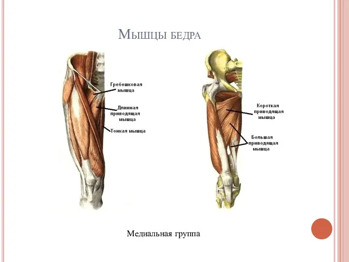 Мышцы бедра Медиальная группа