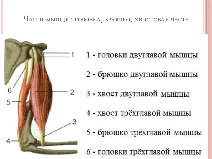 Части мышцы: головка, брюшко, хвостовая часть