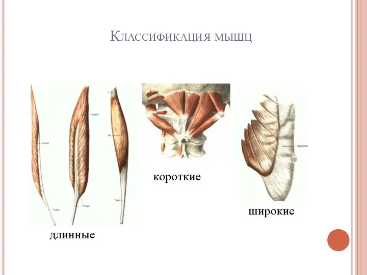 Классификация мышц