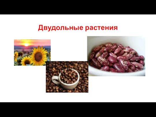 Двудольные растения