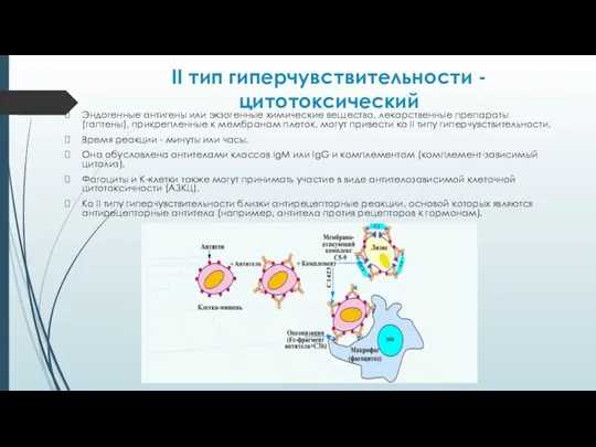 II тип гиперчувствительности - цитотоксический Эндогенные антигены или экзогенные химические вещества, лекарственные