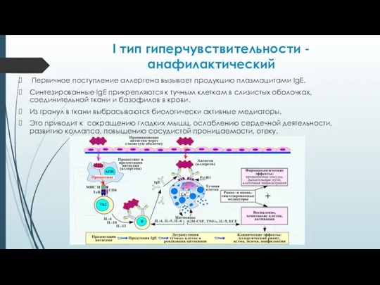 I тип гиперчувствительности - анафилактический Первичное поступление аллергена вызывает продукцию плазмацитами IgE.