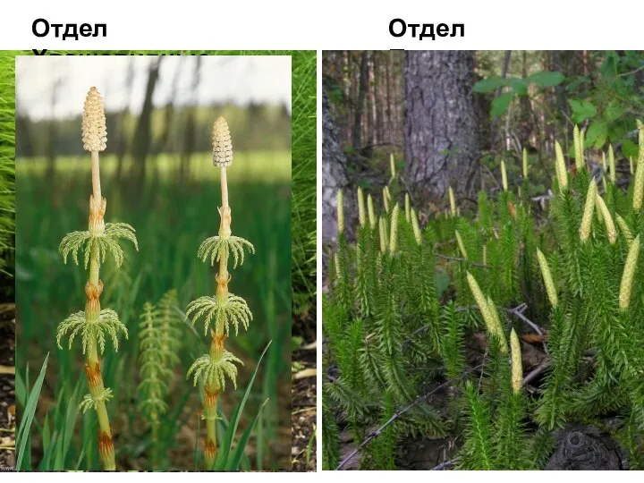 Отдел Плауновидные Отдел Хвощевидные