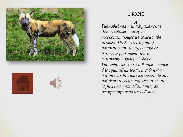 Гиена Гиеновидная или африканская дикая собака – хищное млекопитающее из семейства псовых.