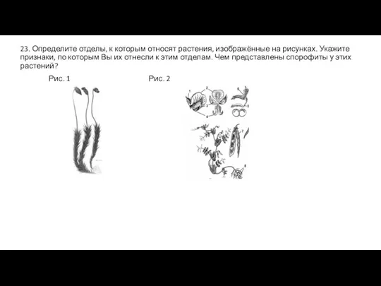 23. Определите отделы, к которым относят растения, изображённые на рисунках. Укажите признаки,