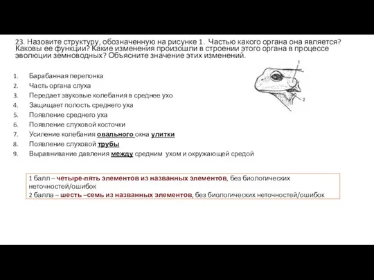 23. Назовите структуру, обозначенную на рисунке 1. Частью какого органа она является?