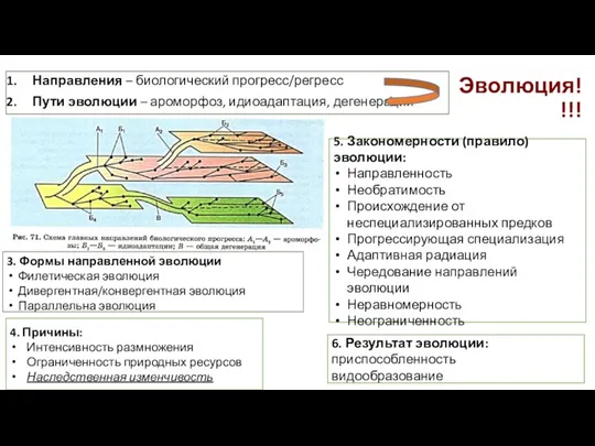 Эволюция!!!! Направления – биологический прогресс/регресс Пути эволюции – ароморфоз, идиоадаптация, дегенерация 3.