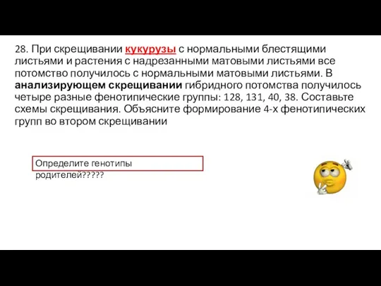 28. При скрещивании кукурузы с нормальными блестящими листьями и растения с надрезанными