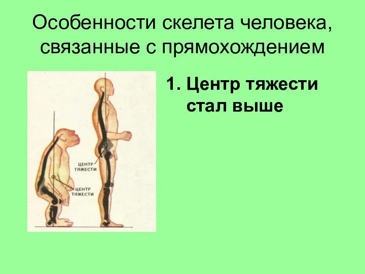 Особенности скелета человека, связанные с прямохождением 1. Центр тяжести стал выше