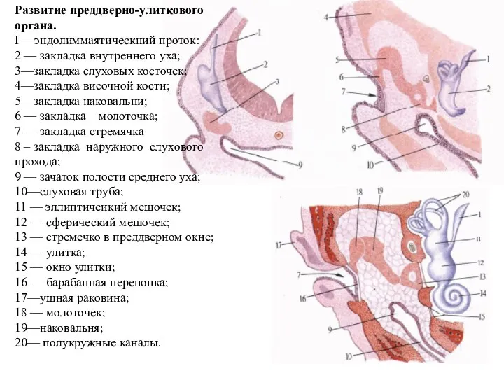 Развитие преддверно-улиткового органа. I —эндолиммаятическний проток: 2 — закладка внутреннего уха; 3—закладка