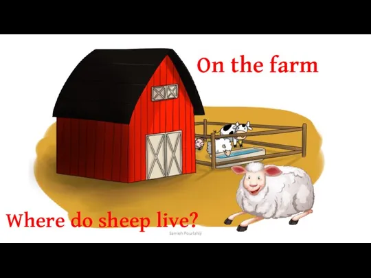 Where do sheep live? On the farm Samieh Pourlahiji
