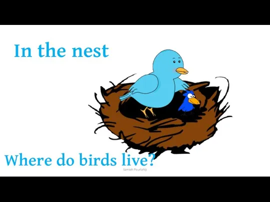 Where do birds live? In the nest Samieh Pourlahiji