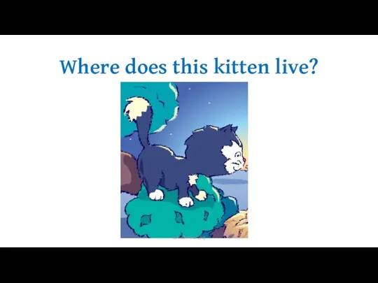 Where does this kitten live? Samieh Pourlahiji