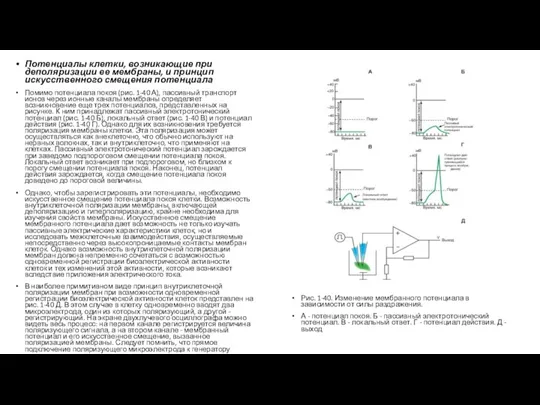 Потенциалы клетки, возникающие при деполяризации ее мембраны, и принцип искусственного смещения потенциала