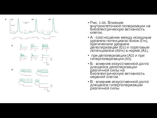Рис. 1-46. Влияние внутриклеточной поляризации на биоэлектрическую активность клеток. А - соотношения