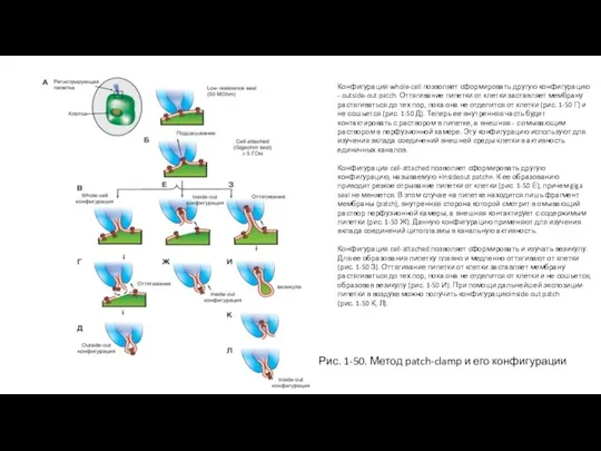 Конфигурация whole-cell позволяет сформировать другую конфигурацию - outside-out patch. Оттягивание пипетки от