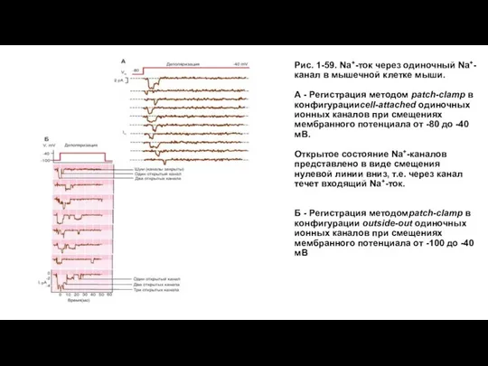 Рис. 1-59. Na+-ток через одиночный Na+-канал в мышечной клетке мыши. А -