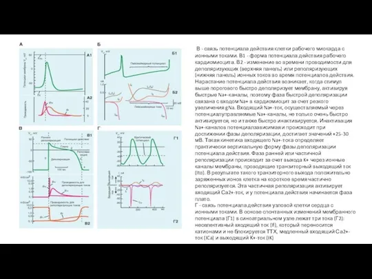 В - связь потенциала действия клетки рабочего миокарда с ионными токами. В1