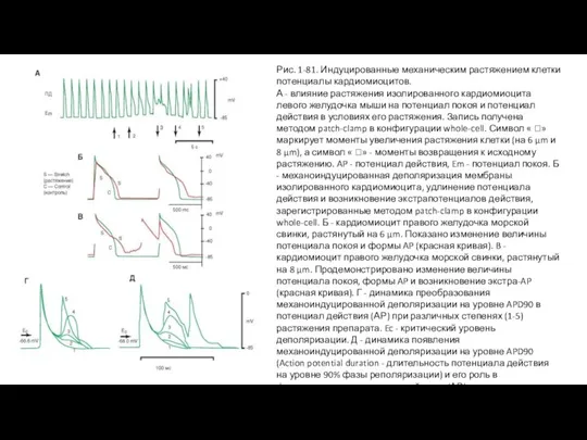 Рис. 1-81. Индуцированные механическим растяжением клетки потенциалы кардиомиоцитов. А - влияние растяжения