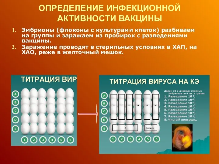 ОПРЕДЕЛЕНИЕ ИНФЕКЦИОННОЙ АКТИВНОСТИ ВАКЦИНЫ Эмбрионы (флоконы с культурами клеток) разбиваем на группы