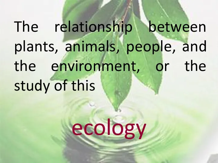 The relationship between plants, animals, people, and the environment, or the study of this ecology
