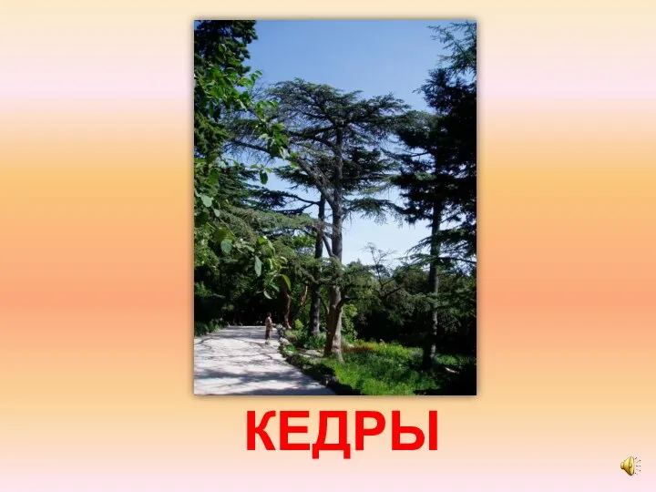 КЕДРЫ