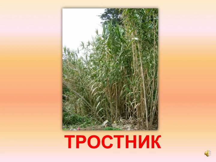 ТРОСТНИК