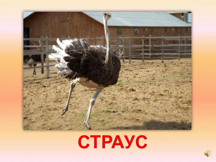 СТРАУС