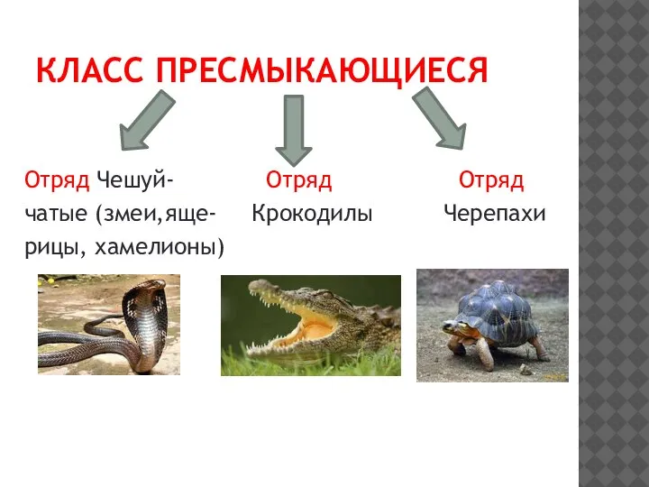 КЛАСС ПРЕСМЫКАЮЩИЕСЯ Отряд Чешуй- Отряд Отряд чатые (змеи,яще- Крокодилы Черепахи рицы, хамелионы)