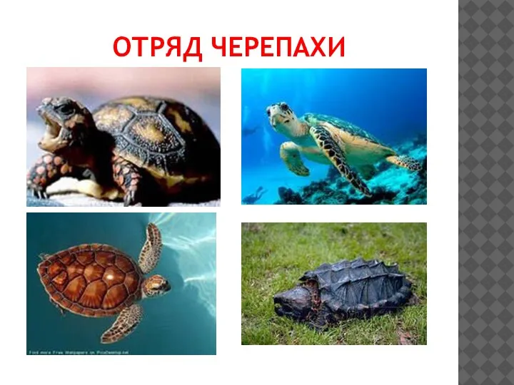 ОТРЯД ЧЕРЕПАХИ