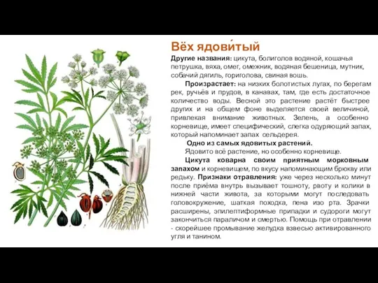 Вёх ядови́тый Другие названия: цикута, болиголов водяной, кошачья петрушка, вяха, омег, омежник,