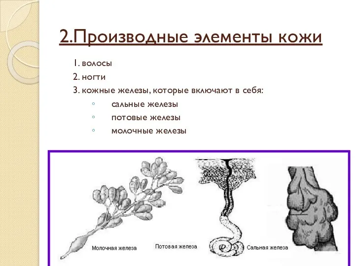 2.Производные элементы кожи 1. волосы 2. ногти 3. кожные железы, которые включают