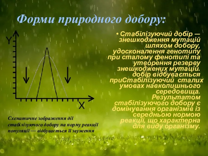 Форми природного добору: Стабілізуючий добір — знешкодження мутацій шляхом добору, удосконалення генотипу