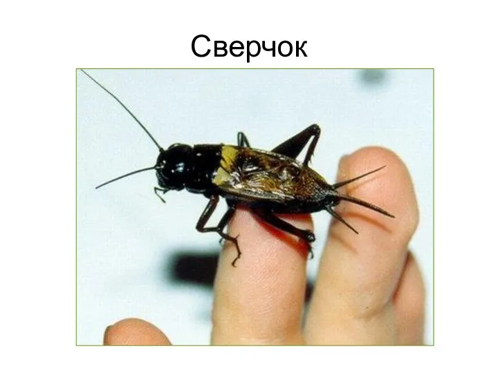 Сверчок