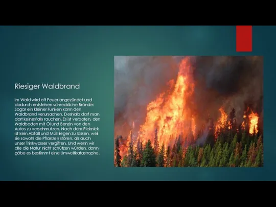 Riesiger Waldbrand Im Wald wird oft Feuer angezündet und dadurch entstehen schreckliche